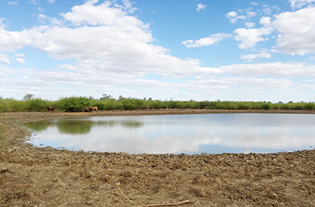 Your guide to getting Parkinsonia under control