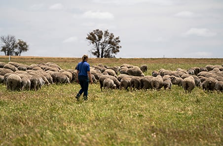 PDS Spotlight on Productive saltland pastures for southern WA