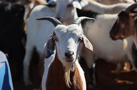 Calling all harvested rangeland goat producers: join the committee shaping goat industry R&D