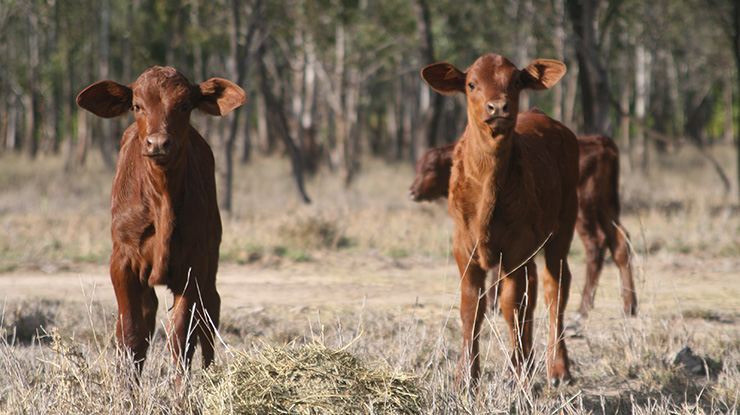 Australian Exports Stay Firm As Global Landscape Shifts