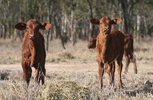 Tips to target better beef reproduction