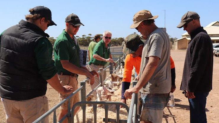 Maximising productivity in Dorper flocks