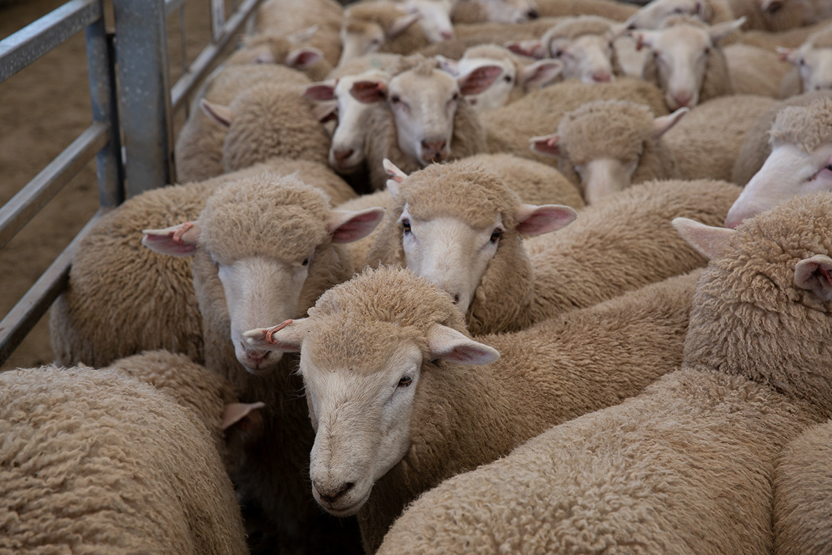 Sheep and lamb market 2023 the year in review Meat & Livestock Australia
