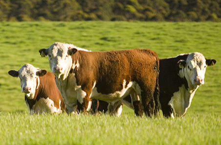 Weekly cattle and sheep market wrap
