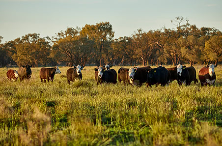 Australian Beef Sustainability Framework welcomes five new Steering Group members