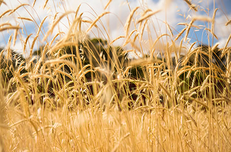 Is winter wheat the ideal dual-purpose crop?