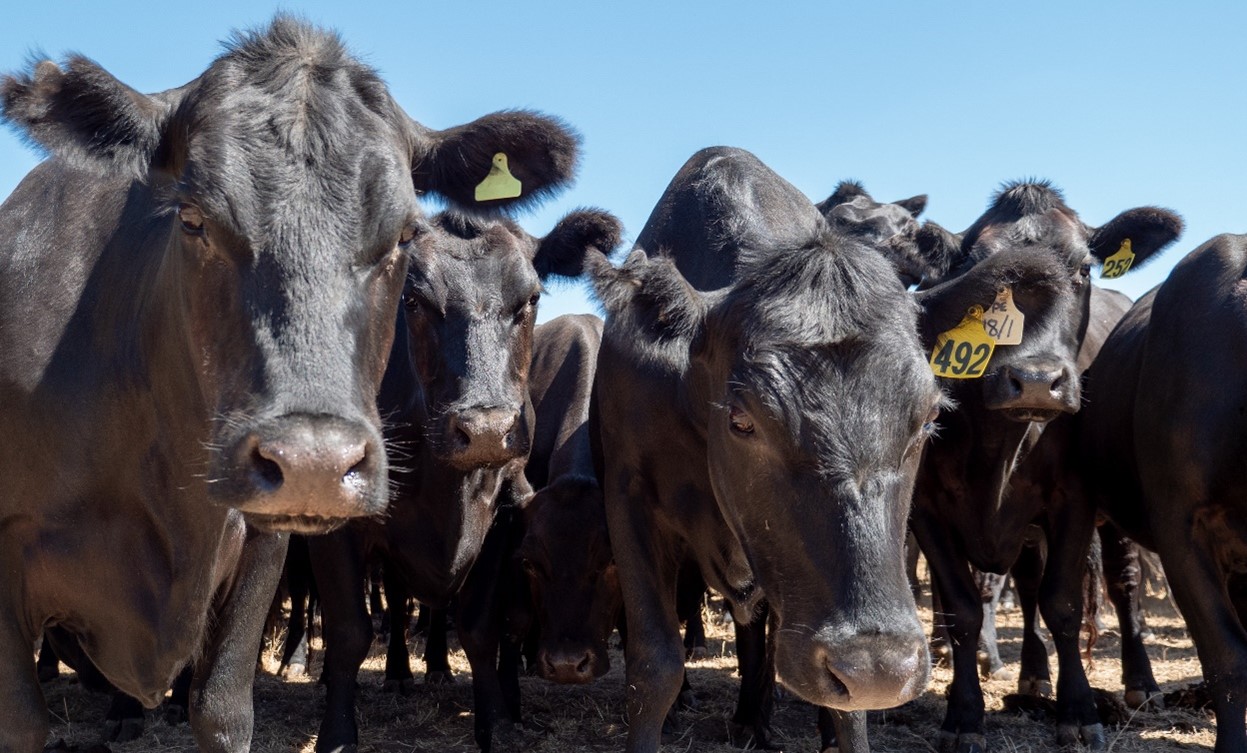 Woodards livestock