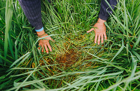 Alternate summer forage crops for Southern WA