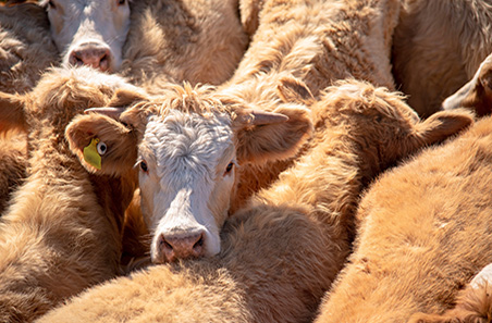 Weekly sheep and cattle market wrap