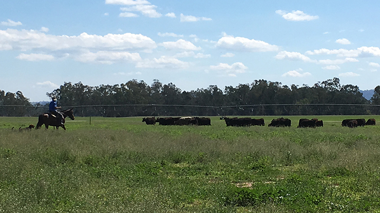 John Boland, pictured at ‘Belgrove’, Bingara