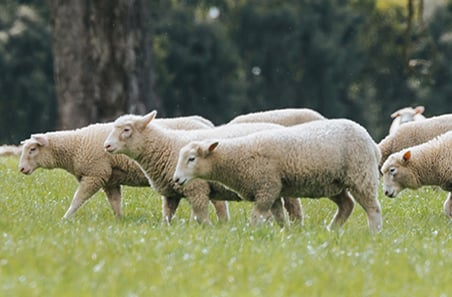 February rain lifts Restocker Lamb Indicator