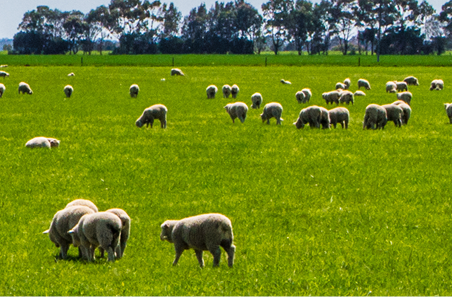 February 2022 Sheep Projections 