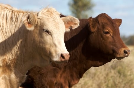 Weekly cattle and sheep market wrap