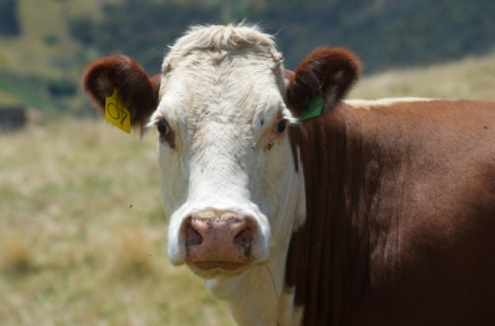 How much red meat did your state produce?