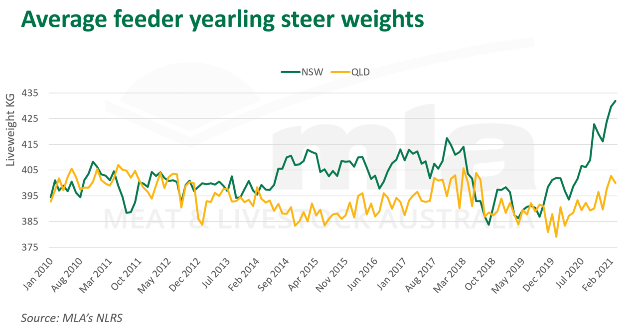 Ave-feeder-yearling-steer-180321.png