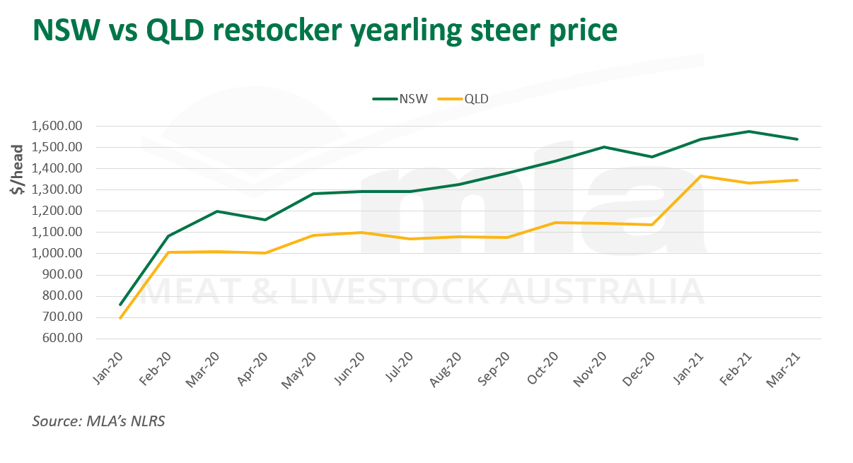 NSW-QLD-restocker-yearling-steer-price-110321.png