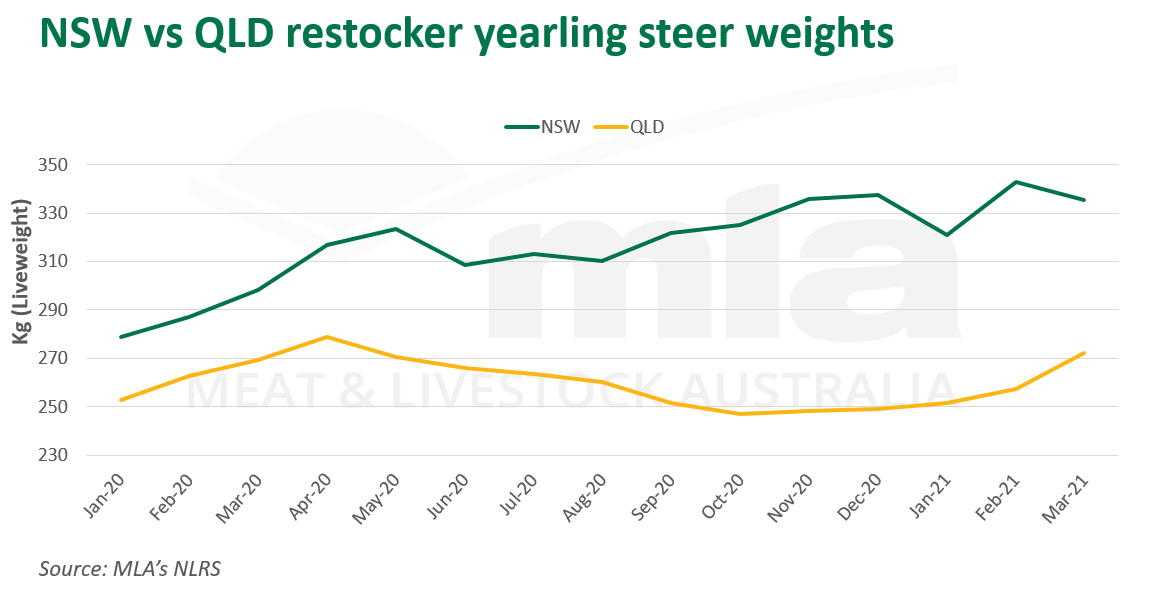 NSW-QLD-restocker-yearling-steer-weights-110321.png
