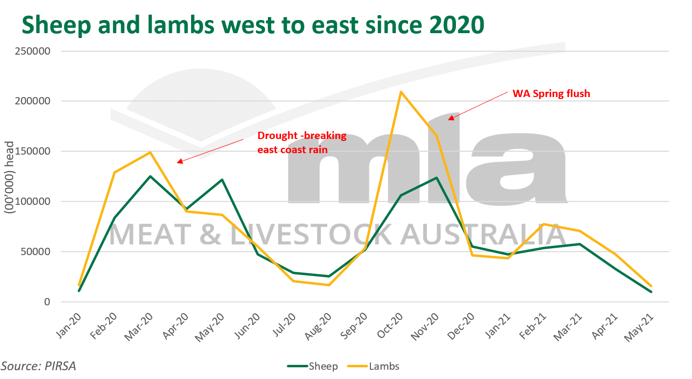 Sheep-lamb-040621.PNG