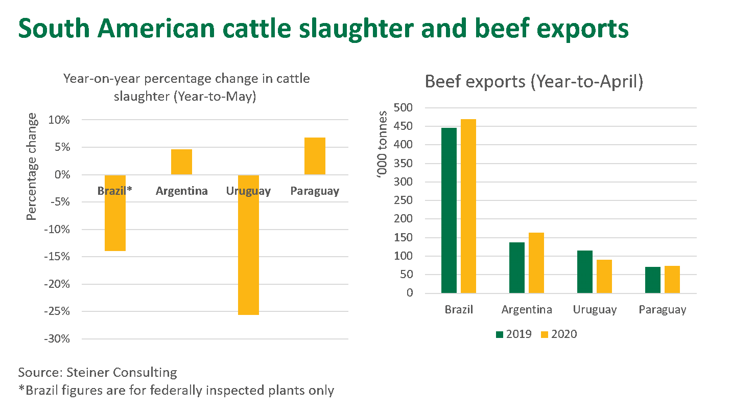 Sth-America-cattle-040620.png