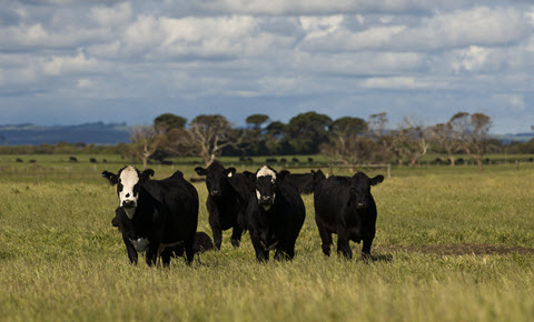 Prices & Markets | Meat & Livestock Australia