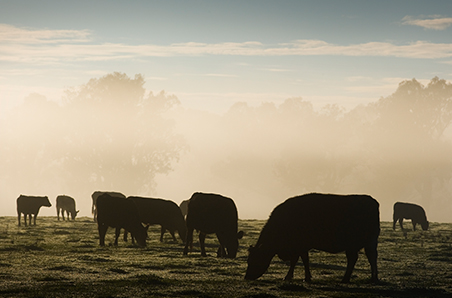 Weekly cattle and sheep market wrap