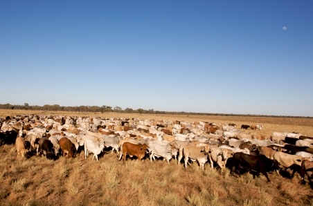 US imported beef prices hold steady