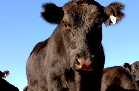 Cattle herd held in contraction