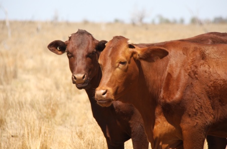 Cattle prices waiting on break