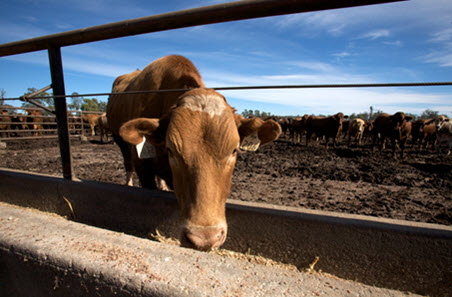 Record high for numbers on feed