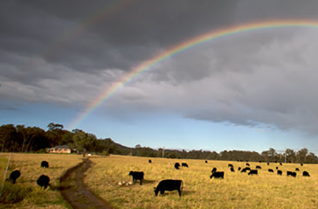 Eastern Young Cattle Indicator driven by recent rain