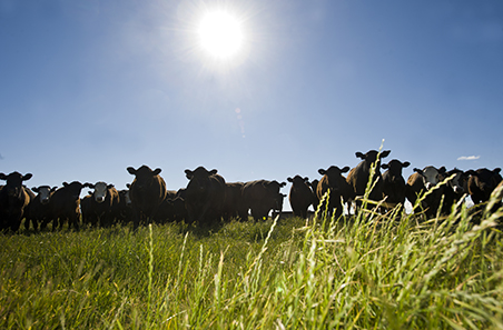 April 2021 Cattle Industry Projections