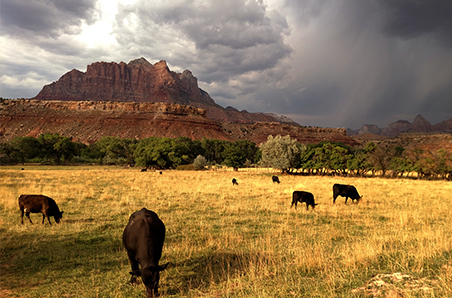 US imported beef trades at a discount