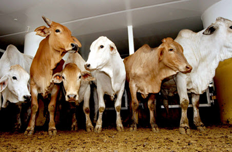 Cattle exports remain buoyant