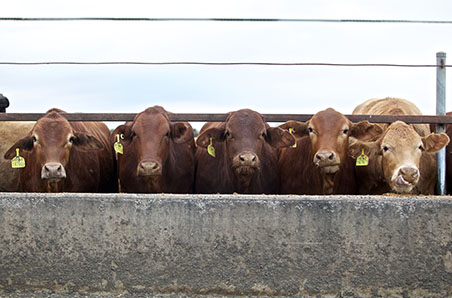 US imported beef prices heading south