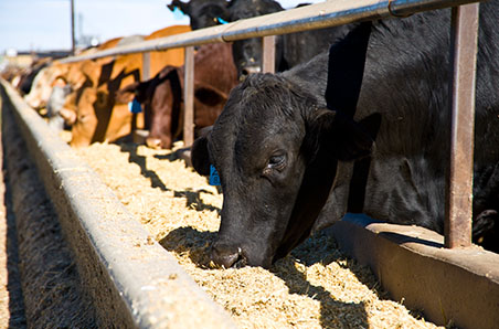 Cattle on feed numbers push new boundaries