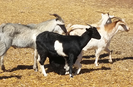 Goat prices approaching record levels