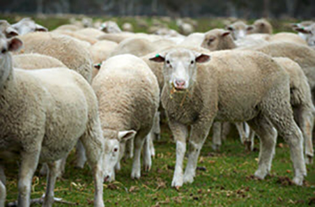 Lamb slaughter hits seven-year low in latest quarter