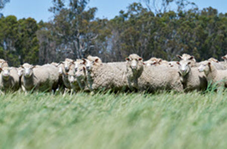 Lamb OTH on the rise