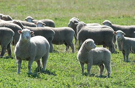 Weekly cattle and sheep market wrap