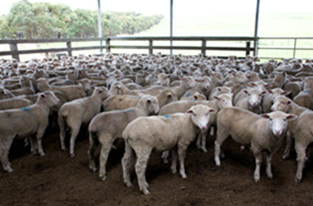 Lamb yardings increase as prices slide