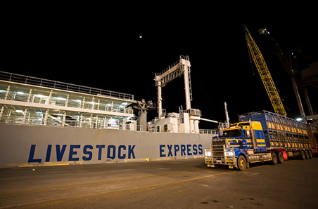 Cattle exports decline as high prices impact demand