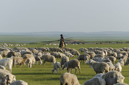 China’s sheep cycle driving global markets