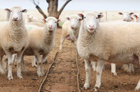 Can mutton prices keep climbing?