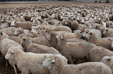 Productivity in the sheep industry – how it measures up