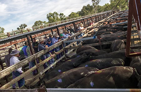 Restocker market maintains strength and stability