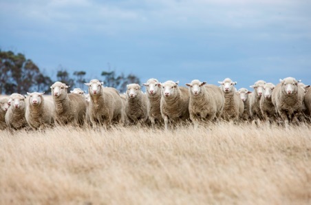 US imported lamb market update