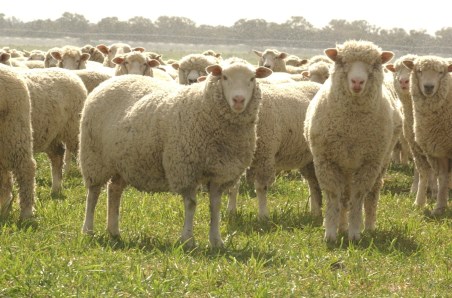 Weekly cattle and sheep market wrap