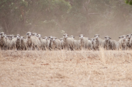 A remarkable year - 2019 sheep market wrap