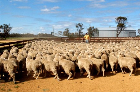 Predicting sheep market movements