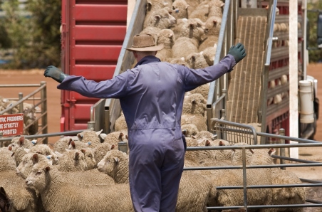 Sheepmeat remains resilient